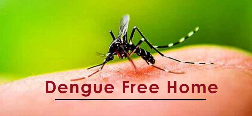 Dengue free home