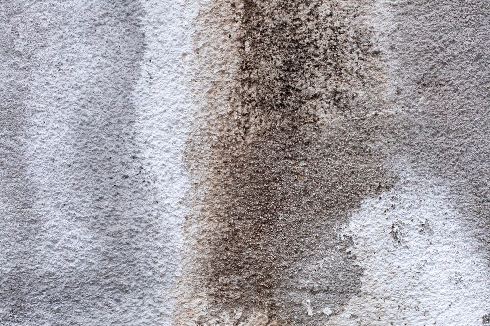 Mould and Mildew carpet