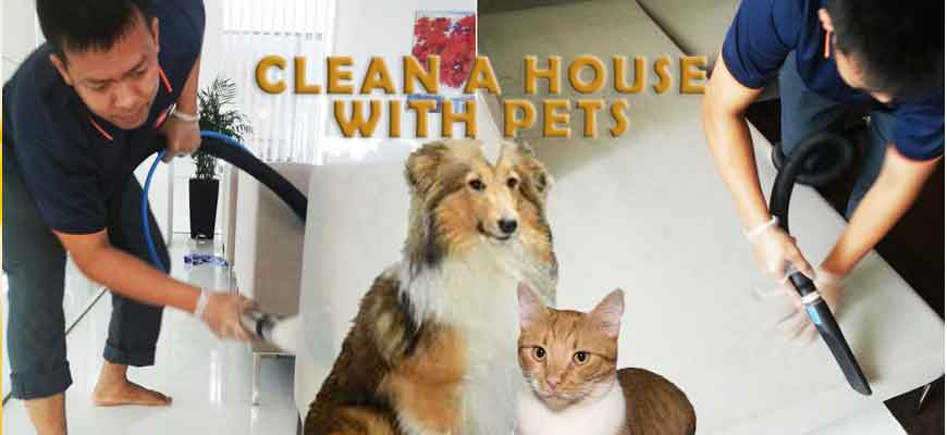 clean a house with pet