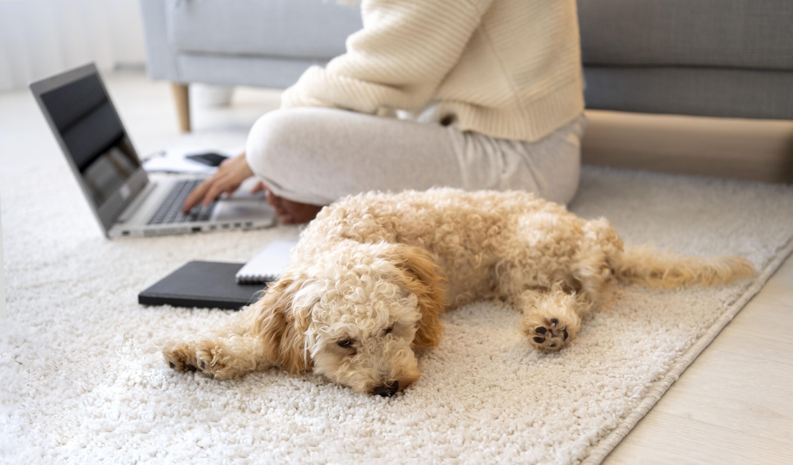 close-up-worker-dog-home