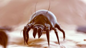 dust mites home pest 300x170 1