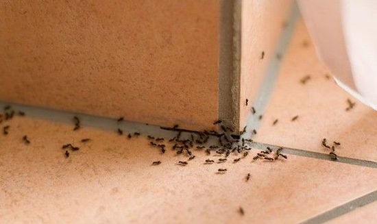 get rid of ants in the