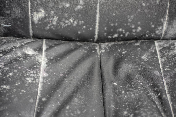 Mould growth on a black leather couch