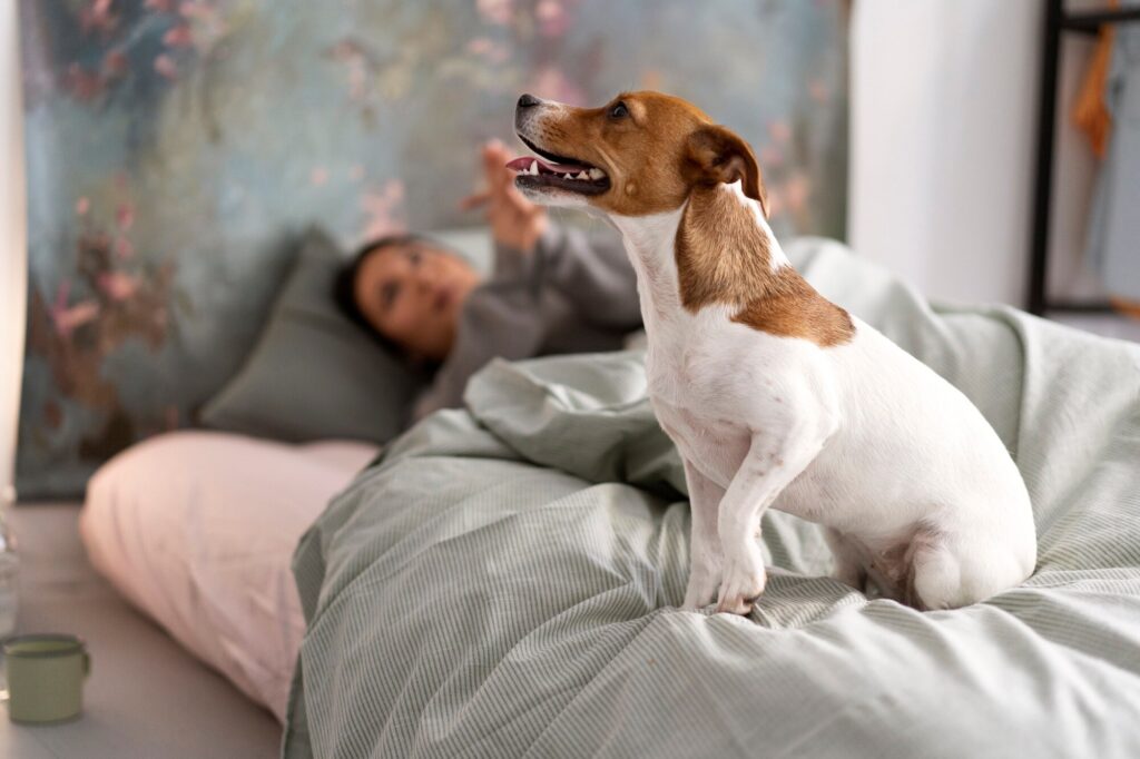 Selective focus of pet dog on a bed, with brown and white fur.